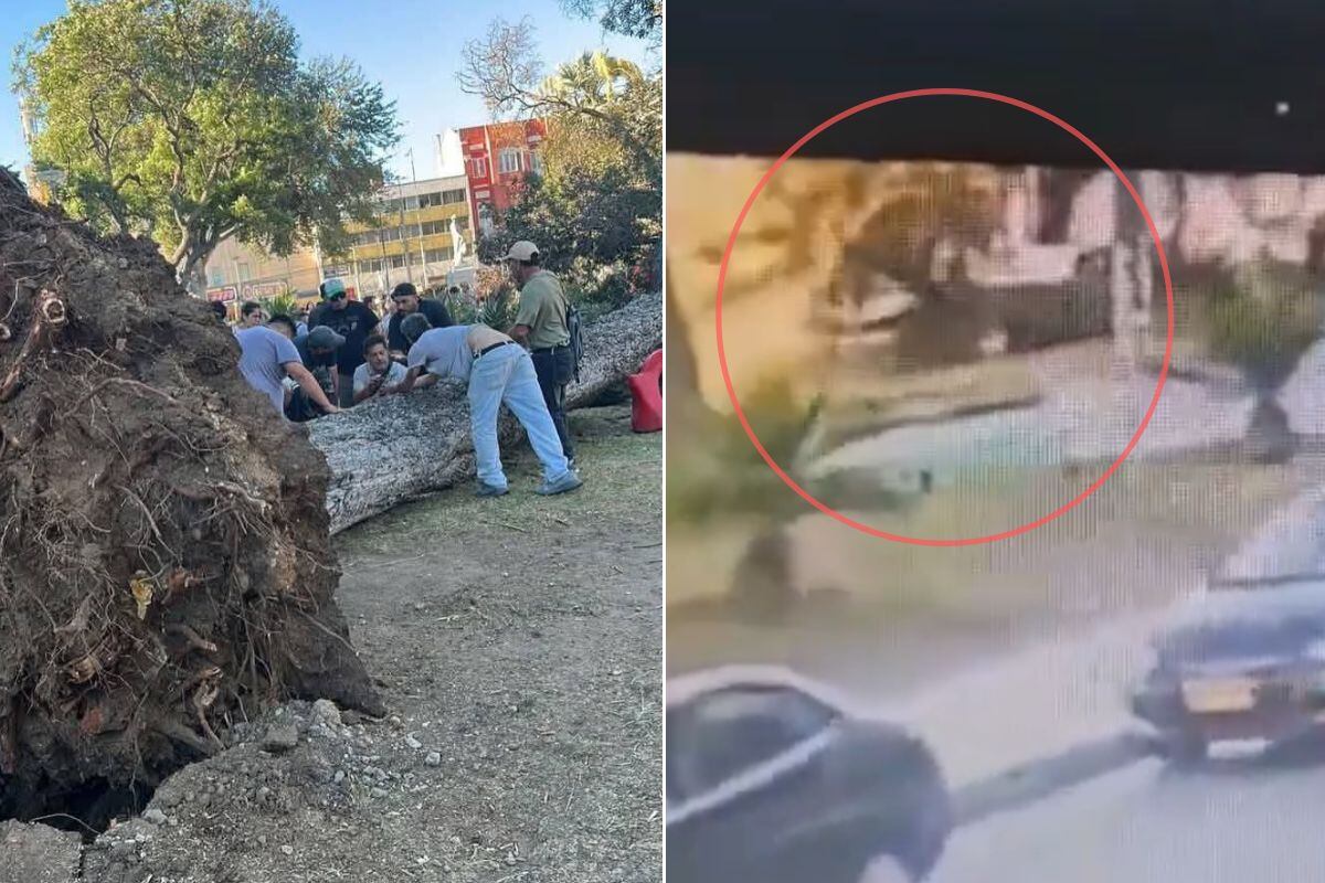 Árbol Asesino en Valparaíso: Impactante Video Revela la Tragedia