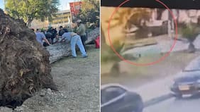 Así fue el fatal accidente por la caída de un árbol en Parque Italia de Valparaíso