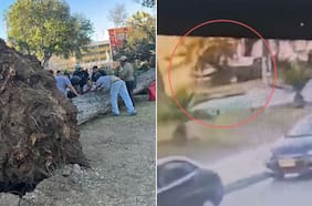 Así fue el fatal accidente por la caída de un árbol en Parque Italia de Valparaíso