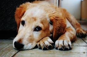 ¿Puedes entender las emociones de tu perro?