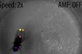 Científicos logran controlar el cerebro de una mosca