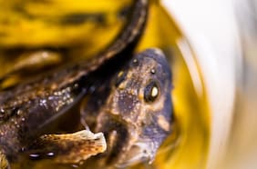 Investigadores chilenos desentrañan historia evolutiva de fundamental pez subantártico