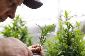 Congreso mexicano aprueba histórico proyecto de legalización de cannabis