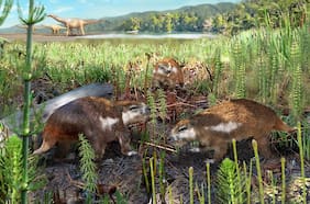 Magallanodon: con una antigüedad de 74 millones de años, este es el mamífero más antiguo descubierto en Chile