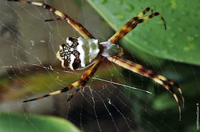 Recuperación de dos de los humedales más importantes del país permiten el regreso de emblemáticas especies