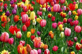 Día del Tulipán 2024: ¿Cuándo se celebra y dónde se entregarán flores gratis?