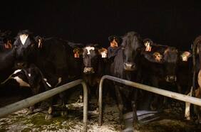 ¿Hasta dónde llega la desaceleración de China?: pregúntele a un productor lechero a 9.600 kilómetros de distancia