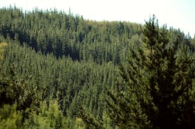 El tropiezo de la familia Solari en Colombia