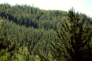 Plantaciones de Pino y Eucaliptos