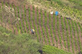 Colombia registra récord de cultivos de coca y gobierno lo califica de fracaso en guerra contra las drogas