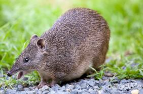 La extinción de la marca australiana Holden ahora choca con intereses ecologistas. ¿Por qué?