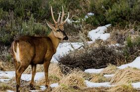 Gobierno firma acuerdo para creación del Parque Nacional Cabo Froward: se ubicará el último hábitat continental del huemul