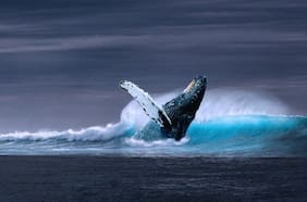 Azules, jorobadas, fin: estos son los mejores lugares para avistar ballenas en Chile