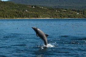 Muertos por redes, consumir plástico y ahora la gripe aviar: las amenazas que enfrenta el delfín chileno