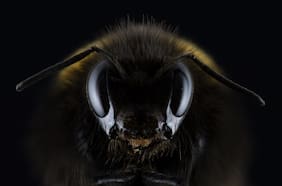 ¿Por qué las abejas tienen reinas? Dos biólogos explican la increíble estructura social de este insecto