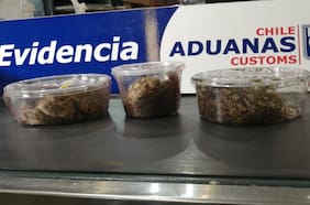 Encomienda con serpientes y tortugas vivas: Aduanas requisa paquete proveniente de Estados Unidos en Aeropuerto de Santiago