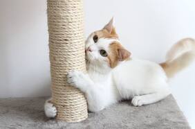 Salva tu sillón: cómo elegir un buen rascador para gatos (y consejos para conseguir que los usen)