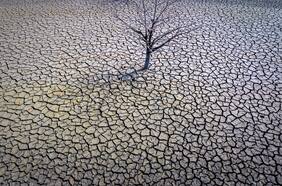 Estudio muestra el brutal daño de la megasequía en los árboles nativos en la última década