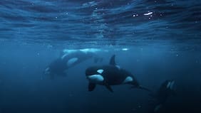 “Imposible”: la inusual pelea entre un gran tiburón blanco y un grupo de orcas en México que preocupa a los expertos