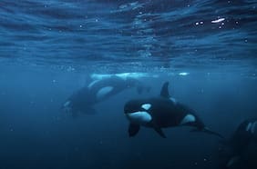 “Imposible”: la inusual pelea entre un gran tiburón blanco y un grupo de orcas en México que preocupa a los expertos
