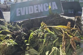 Uso de helicópteros y personal especializado de Carabineros: así fue el mayor golpe al narcotráfico en el Valle del Elqui