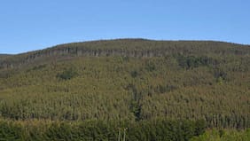 Natureza: CMPC obtiene concesión para terminal portuario en Brasil donde desembolsará cerca de US$170 millones