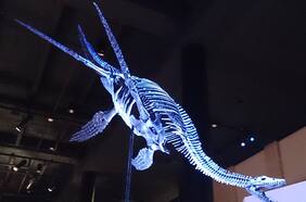 Medía 14 metros y pesaba 2 toneladas: excavan fósil de enigmático y extinto reptil marino en Algarrobo