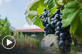 Flora y fauna están ayudando a salvar al vino chileno de los efectos del cambio climático