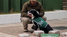 Perro de Carabineros protagoniza segundo decomiso multimillonario en menos de un mes