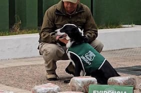 Perro de Carabineros protagoniza segundo decomiso multimillonario en menos de un mes