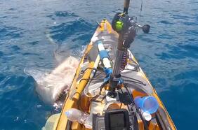 El escalofriante momento en que un tiburón ataca a un pescador en Hawái