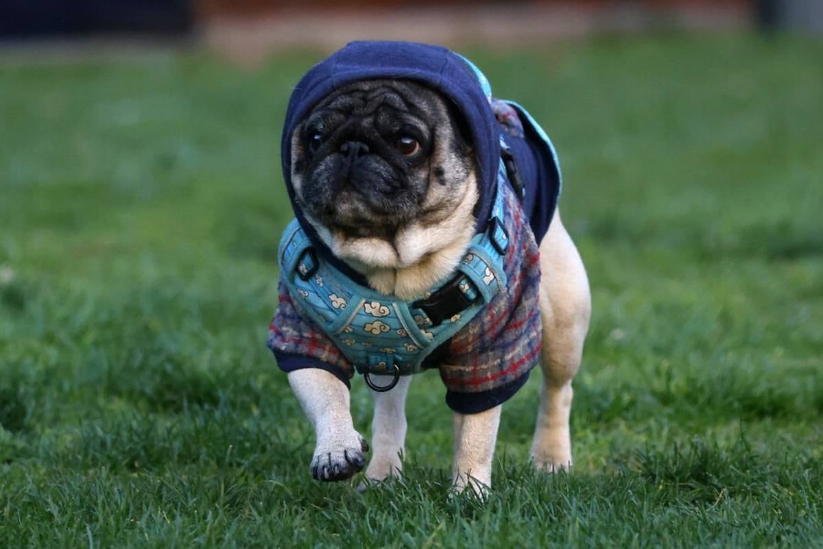 Para protegerlos del frío, evita los paseos muy temprano en la mañana o muy tarde en la noche. Opta por salir en las horas más templadas del día, pues el suelo frío o mojado puede provocar resfriados o dañar sus patas.