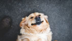 Los humanos tuvieron perros antes que animales de granja, según un estudio