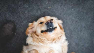 Los humanos tuvieron perros antes que animales de granja, según un estudio