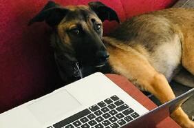 Mascotas con fatiga pandémica: ¿El confinamiento prolongado puede afectar la salud de los perros?