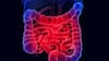 Cómo las bacterias “entrenan” al intestino para combatir la inflamación