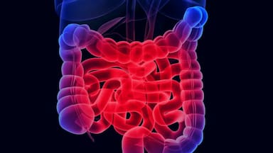 Cómo las bacterias “entrenan” al intestino para combatir la inflamación