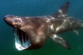 El registro de un tiburón peregrino, el segundo pez más grande del planeta, en una playa chilena