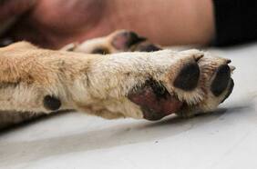 Turista brasileña fue atacada por jauría de perros en San Pedro de Atacama: los canes fueron sacrificados