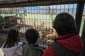 Viral muestra “plaga de ratas” en jaulas de guacamayos en el Zoológico Metropolitano del Parquemet