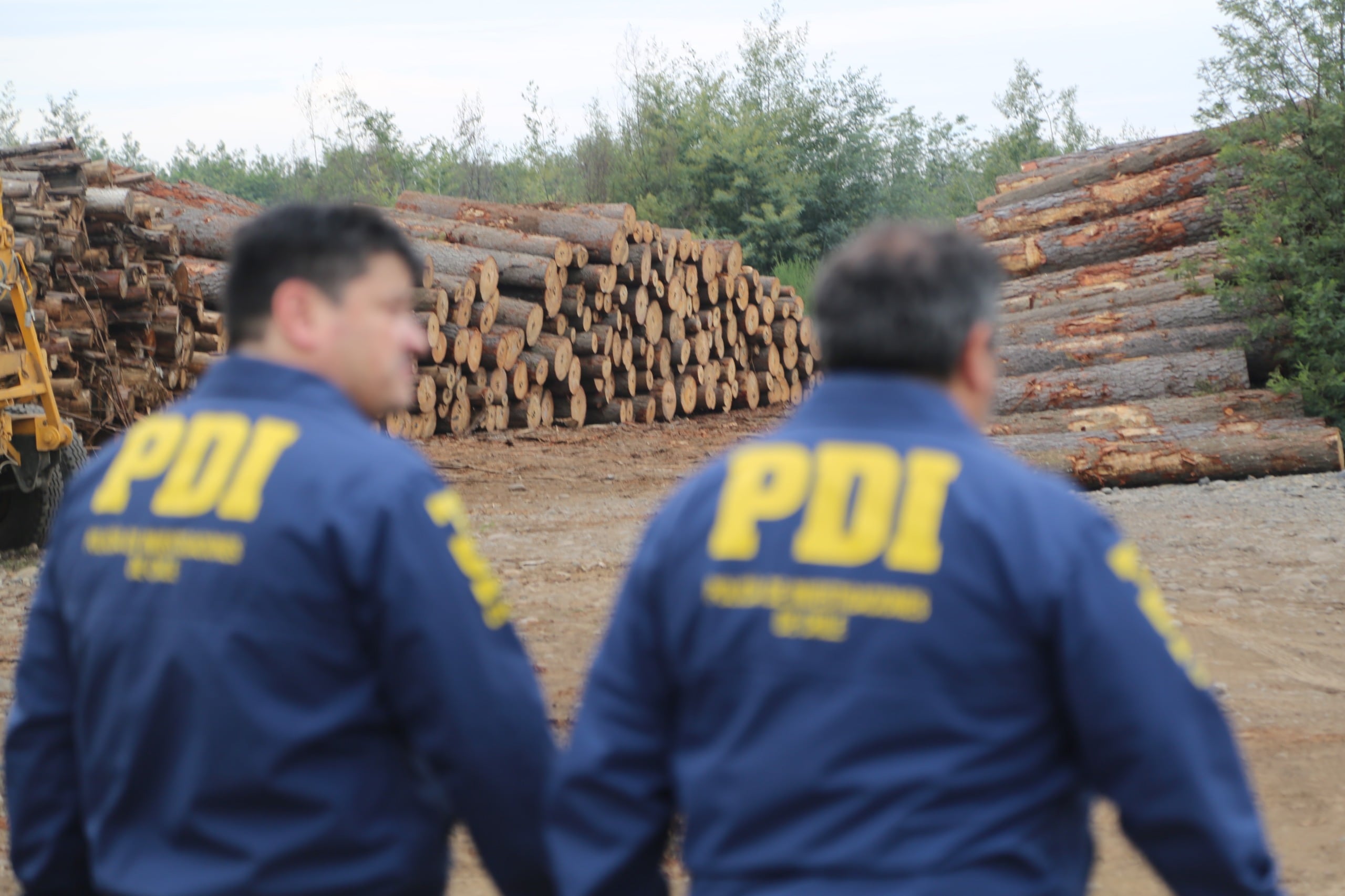 17 detenidos y 40 vehículos incautados: desbaratan mayor banda dedicada al robo de madera en Ñuble