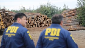 17 detenidos y 40 vehículos incautados: desbaratan mayor banda dedicada al robo de madera en Ñuble