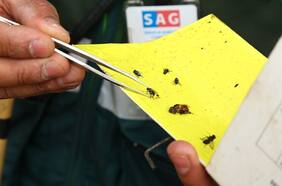 SAG refuerza campaña para erradicar la mosca de la fruta tras alerta fitosanitaria en 16 comunas de la RM
