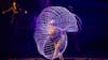 Cirque du Soleil vuelve a Chile con Alegría a 20 años de su debut en el país