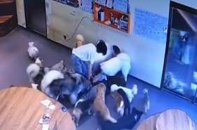 Perros acuden en masa a ver a peluquera veterinaria que sufrió caída