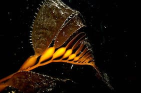 Mide el doble de una ballena: expedición viaja al extremo del país para estudiar icónica especie marina