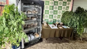 Incautan más de 31 kilos de hongos alucinógenos en Panguipulli