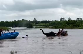 Así fue el dramático momento en que un elefante varado es rescatado de un río inundado