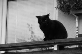 Detectan el primer caso de una persona en Chile con peligroso hongo que ataca a gatos: mascota fue sacrificada