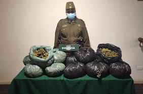 Carabineros incauta más de 28 kilos de marihuana en Zapallar y La Ligua y detiene a dos sujetos con antecedentes